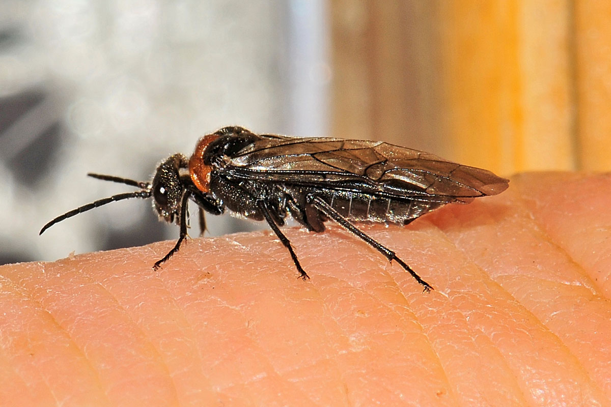 Tenthredinidae N 11 Dolerus sanguinicollis?